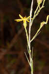 Carolina silkgrass